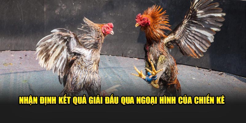 Nhận định kết quả giải đấu qua ngoại hình của chiến kê