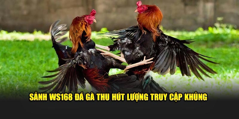 Sảnh WS168 đá gà thu hút lượng truy cập khủng